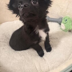 Adopt a dog:Gone to his forever home/Chihuahua/Female/Sex: Male,Adorable black long-haired Chihuahua puppy looking for his forever home.
