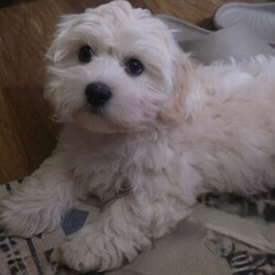 Adopt a dog:2 Male Bichon Frise Puppies for Sale  /Bichon Frise/Female/Sex: Male,We have two beautiful male Bichon Frise puppies looking for their forever homes. They are friendly, playful, and very affectionate, raised in a loving family environment and used to everyday household noises.