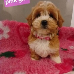 Stunning maltipoo pups /Maltipoo/Female/Sex: Mixed Litter,Hi I have stunning liter of beautiful maltipoo pups I have females and male available they are ready now for there forever homes they are doing absolutely brilliant they have the most gentle and loving nature fantastic deep apricot coat they been vet checked 1st vaccine microchipped all worming treatments upto date doing fab at there potty training they can be seen in my family home along side there mom who is my beautiful maltese girl who has most calm loving nature there dad is red toy poodle standing 8 inch in height who is excessivly health tested for 9 different dna tests which he has passed clear of them all I have all paper work here to be seen these pups are only going to be small as mom and dad are they have been given very best start in life will leave with puppy pack vaccine documents for more info please contact me .