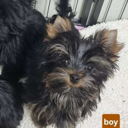 Adopt a dog:Yorkshire Terrier /Yorkshire Terrier/Female/Sex: Mixed Litter,We have cute mini yorkshire terrier puppies.  Born on 09.12.25.  The puppies will have both vaccinations and microchip, as well as double flea treatment and deworming.  The mother weighs 2.5kg and is German IHR registered pedigree, the father weighs 1.7kg and is kennel club registered.  The puppies will have German IHR registered pedigree.  For more information, questions or pictures, feel free to contact me.