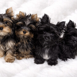 Adopt a dog:Yorkshire Terrier /Yorkshire Terrier/Female/Sex: Mixed Litter,We have cute mini yorkshire terrier puppies.  Born on 09.12.25.  The puppies will have both vaccinations and microchip, as well as double flea treatment and deworming.  The mother weighs 2.5kg and is German IHR registered pedigree, the father weighs 1.7kg and is kennel club registered.  The puppies will have German IHR registered pedigree.  For more information, questions or pictures, feel free to contact me.