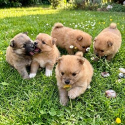 Teddy bears pomeranians 3 girls 2 boys/Pomeranian/Female/Sex: Mixed Litter,We are proud to present five beautiful Pomeranian puppies looking for their forever homes. These puppies are of excellent quality, with stunning fluffy coats, compact features, and adorable teddy-bear faces 