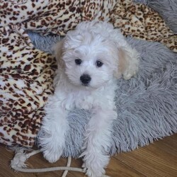Adopt a dog:2 Male Bichon Frise Puppies for Sale  /Bichon Frise/Female/Sex: Male,We have two beautiful male Bichon Frise puppies looking for their forever homes. They are friendly, playful, and very affectionate, raised in a loving family environment and used to everyday household noises.