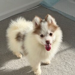 Adopt a dog:Pomsky puppy /Pomsky/Female/Sex: Male,Our beautiful boy has the most unique eyes and a stunning colourway that really makes him stand out. He’s a lovely dog, but unfortunately we need to find him a new home as our cat isn’t getting along with him. He is microchipped and has had his vaccinations. He isn’t quite ready to leave just yet, but we’re looking for the right home for him when the time comes.