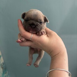Beautiful French bulldogs/French Bulldog/Female/Sex: Mixed Litter,8 stunning Frenchie pups from our loving family home in Leicester. Mum and Dad are both here to meet—health, temperament and cuddles all top-notch.