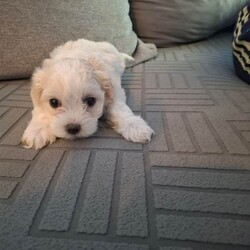2 boys 2 girs/Maltese/Female/Sex: Female,These 4 puppies are looking for loving families... they are very cute and playful.. for details do not hesitate to contact me... thank you 