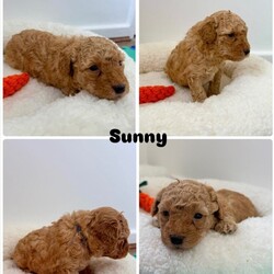 Exceptional F1BB Cockapoo Puppies/Cockapoo/Female/Sex: Mixed Litter,Our beautiful litter of 7 F1BB Cockapoo puppies are now ready to be reserved and we are starting to look for their perfect forever homes   