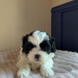 Shihpoo puppies /Shihpoo/Female/Sex: Female,Loving puppies ready for a new adventure in a loving home. At current the are 5 weeks old and ready to leave around the 9th of May 2026. All fleeing and worming up to date. Eating and drinking well and gaining/ growing as they should. All using puppy pads independently now. The current home has both dogs and children meaning that they are handled daily and sociable. Dad is a very small pedigree imperial shihtzu and mother is a shihpoo. They are all very cute and lovable. Feel free to contact regarding enquiries. If no response feel free to message me and I will get back to you.