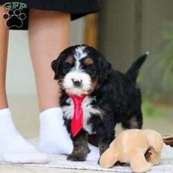 Chico/Mini Bernedoodle									Puppy/Male	/7 Weeks,Meet Chico! A sweet Mini multigen Bernedoodle! Full of energy, curiosity, and unconditional love, he’s always ready to explore, chase toys, and discover something new. When the day winds down, he’s happiest curled up close, soaking in every cuddle with his gentle, affectionate nature. With his adorable looks and loving temperament, he’s the perfect mix of playful and calm—ready to become someone’s very best friend.