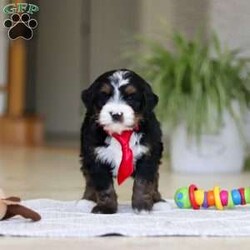 Chico/Mini Bernedoodle									Puppy/Male	/7 Weeks,Meet Chico! A sweet Mini multigen Bernedoodle! Full of energy, curiosity, and unconditional love, he’s always ready to explore, chase toys, and discover something new. When the day winds down, he’s happiest curled up close, soaking in every cuddle with his gentle, affectionate nature. With his adorable looks and loving temperament, he’s the perfect mix of playful and calm—ready to become someone’s very best friend.