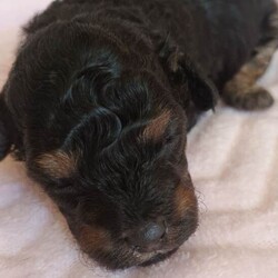 Extensively health tested F1b Cavapoo puppies /Cavapoo/Female/Sex: Mixed Litter,Peppa our beautiful F1b Cavapoo gave birth to 3 adorable puppies on 23rd of March 2 blk and tan girls and 1 chocolate boy . Mum is Merle F1b Cavapoo and Dad is Kc reg toy poodle dad is fully health tested and DNA tested. All are being raised in our family home so very hygienically clean. They will be extensively health checked this means they will have their own individual health certificate also 1st vaccination plus fully wormed and micro chipped before leaving for their new responsible family homes on the 18th of May. A non refundable deposit of £300 will secure the puppy of your choice please feel free to contact me for any further details. Personal viewings prered but not essential also face time. Thank you for taking the time to read my advert. 