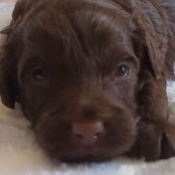 Extensively health tested F1b Cavapoo puppies /Cavapoo/Female/Sex: Mixed Litter,Peppa our beautiful F1b Cavapoo gave birth to 3 adorable puppies on 23rd of March 2 blk and tan girls and 1 chocolate boy . Mum is Merle F1b Cavapoo and Dad is Kc reg toy poodle dad is fully health tested and DNA tested. All are being raised in our family home so very hygienically clean. They will be extensively health checked this means they will have their own individual health certificate also 1st vaccination plus fully wormed and micro chipped before leaving for their new responsible family homes on the 18th of May. A non refundable deposit of £300 will secure the puppy of your choice please feel free to contact me for any further details. Personal viewings prered but not essential also face time. Thank you for taking the time to read my advert. 