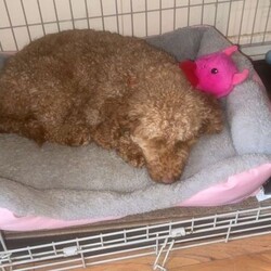 Beautiful Female Red Nose Poodle – Toffee – 13 Months Old/Miniature Poodle/Female/Sex: Female,It’s with a heavy heart that we are looking for a loving new home for our gorgeous girl, Toffee, due to health reasons.