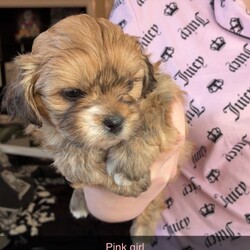 Shihpoo puppies /Shihpoo/Female/Sex: Mixed Litter,Loving puppies ready for a new adventure in a loving home. At current the are 5 weeks old and ready to leave around the 9th of May 2026. All fleeing and worming up to date. Eating and drinking well and gaining/ growing as they should. All using puppy pads independently now. The current home has both dogs and children meaning that they are handled daily and sociable. Dad is a very small pedigree imperial shihtzu and mother is a shihpoo. They are all very cute and lovable. Feel free to contact regarding enquiries. If no response feel free to message me and I will get back to you.