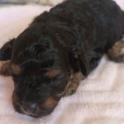 Extensively health tested F1b Cavapoo puppies /Cavapoo/Female/Sex: Mixed Litter,Peppa our beautiful F1b Cavapoo gave birth to 3 adorable puppies on 23rd of March 2 blk and tan girls and 1 chocolate boy . Mum is Merle F1b Cavapoo and Dad is Kc reg toy poodle dad is fully health tested and DNA tested. All are being raised in our family home so very hygienically clean. They will be extensively health checked this means they will have their own individual health certificate also 1st vaccination plus fully wormed and micro chipped before leaving for their new responsible family homes on the 18th of May. A non refundable deposit of £300 will secure the puppy of your choice please feel free to contact me for any further details. Personal viewings prered but not essential also face time. Thank you for taking the time to read my advert. 