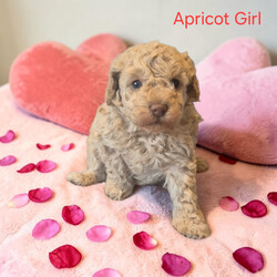 Miniture Poodle Puppies/Miniature Poodle/Female/Sex: Mixed Litter,We are pleased to introduce our Rosies puppies she has 7 Babies they are currently 4 weeks 1 day old and will not be able to leave untill 8 weeks old they will be microchipped flead and wormed. Prices are different for different colours 