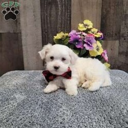 Prince/Maltese									Puppy/Male	/10 Weeks,Meet charming Prince he is so loveable and ready to meet his forever family! He has been socialized and is very good with children. Has been vet checked, vaccinated,  dewormed, microchip and comes with a health guarantee. Call or message today to make forever yours! License #4185 
