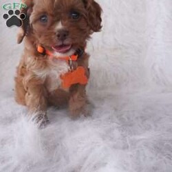 Jasmine/Cavapoo									Puppy/Female	/9 Weeks,our cavapoo’s are well loved and socialized Daily -Full grown we guess them to be 12-15lbs .They have been health checked by the vet , and up to date on all de-wormers -and vaccines you will get a copy of these records.