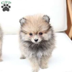 Poppy/Pomeranian									Puppy/Female	/February 19th, 2026,Poppy is 1 of 4 in her litter , she is second smallest swing just over a pound at six weeks . 