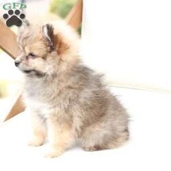 Poppy/Pomeranian									Puppy/Female	/February 19th, 2026,Poppy is 1 of 4 in her litter , she is second smallest swing just over a pound at six weeks . 