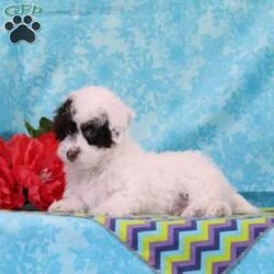Chipmunk/Toy Poodle									Puppy/Male	/13 Weeks,These lovely chocolate poodle puppies are a precious find. Both mom and dad carry the non-fading genes, so they will keep their pretty color. The puppies are well socialized, bursting with love and joy for you! Their mom Angel, weighs in at 10 lbs. She is so sweet, and loving, and very calm for a poodle. Their dad, Fudge weighs in at 7 lbs. He is so adorable, always watchful, and ready and waiting for playtime. The puppies are up to date on their vaccinations and dewormings, and have been vet checked. Feel free to call with questions, or to set up a time to come visit them. Thanks,