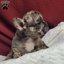 Lulu/French Bulldog Mix									Puppy/Female	/7 Weeks,Lulu is a very sweet and friendly puppy.  She is more laid back then her sister, but well socialized  with children. She is a mix of 1/4 pug and 3/4 French Bulldog,with wrinkles and  an estimated  adult weight of 25 #.To make her your very own puppy  to cuddle and love please contact  us for more info. (She can be delivered  via ground transport  to your doorstep  for an additional  fee)