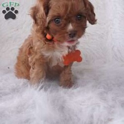 Jasmine/Cavapoo									Puppy/Female	/9 Weeks,our cavapoo’s are well loved and socialized Daily -Full grown we guess them to be 12-15lbs .They have been health checked by the vet , and up to date on all de-wormers -and vaccines you will get a copy of these records.