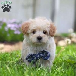Finn/Maltipoo									Puppy/Male	/8 Weeks,Hi, I’m Finn! I’m an adorable Maltipoo puppy with a big personality packed into a small, lovable package. With my soft, fluffy coat, bright eyes, and playful spirit, I’m pretty hard to resist. I’m sweet and charming with a fun-loving, playful side—curious, spunky, and always ready for a new adventure.