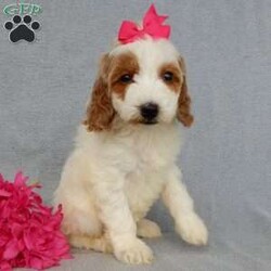 Princess-(Medium)/Goldendoodle									Puppy/Female	/7 Weeks,Prepare to fall in LOVE!!!! My name is Princess and I’m the sweetest F1b medium sized goldendoodle that you will ever find! One look into my warm, loving eyes and at my super soft fluffy coat and I’ll be sure to have captured your heart already! I’m very happy, playful and very kid friendly and I would love to fill your home with all my puppy love!! I have a very sweet personality, and I love giving kisses. I stand out above the rest with my sweet, loving personality and my beautiful red and white coat! I will come to you vet checked and up to date on all vaccinations and dewormings . I come with a 1-year guarantee with the option of extending it to a 3-year guarantee and shipping is available! My mother is Sophie, our 45# F1 miniGoldendoodle weighing 45# and my father is Benji, our sweet, kid friendly 30# Poodle! Both of my parents are on our premises and are genetic tested!! I will grow to approx. 35-40# and I will be hypoallergenic and non shedding!!!… Why wait when you know I’m the one for you? Call or text Martha to make me the newest addition to your family and get ready to spend a lifetime of tail wagging fun with me! (7% sales tax on in home pickups)