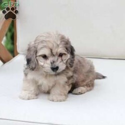 Minni/Dachshund Mix									Puppy/Female	/March 11th, 2026,Minni is one of two in her litter , her approximate adult weight is 9 to 12 pounds . 