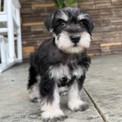Carter/Miniature Schnauzer/Female/March 24, 2026