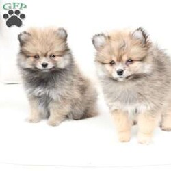 Poppy/Pomeranian									Puppy/Female	/February 19th, 2026,Poppy is 1 of 4 in her litter , she is second smallest swing just over a pound at six weeks . 