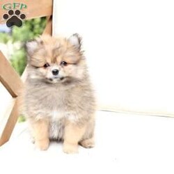 Poppy/Pomeranian									Puppy/Female	/February 19th, 2026,Poppy is 1 of 4 in her litter , she is second smallest swing just over a pound at six weeks . 