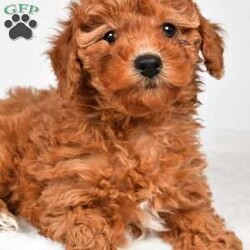 Bella/Miniature Poodle									Puppy/Female	/9 Weeks,Meet Bella, she will melt your heart with her cuteness, super sweet loving temperament and personality. 