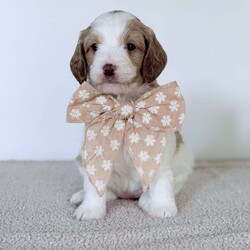 Daisy/Mini Goldendoodle									Puppy/Female	/6 Weeks,Meet Daisy! She is a red and white mini golden doodle with a liver nose and beautiful green eyes. and a beautiful wavy hair coat. She has a wonderful personality and loves being around people and other dogs. Contact us for videos or setup a FaceTime. 