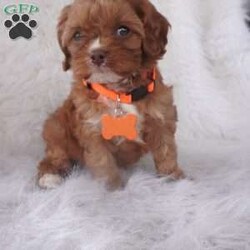 Jasmine/Cavapoo									Puppy/Female	/9 Weeks,our cavapoo’s are well loved and socialized Daily -Full grown we guess them to be 12-15lbs .They have been health checked by the vet , and up to date on all de-wormers -and vaccines you will get a copy of these records.