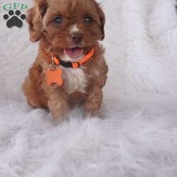 Jasmine/Cavapoo									Puppy/Female	/9 Weeks,our cavapoo’s are well loved and socialized Daily -Full grown we guess them to be 12-15lbs .They have been health checked by the vet , and up to date on all de-wormers -and vaccines you will get a copy of these records.