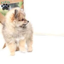 Poppy/Pomeranian									Puppy/Female	/February 19th, 2026,Poppy is 1 of 4 in her litter , she is second smallest swing just over a pound at six weeks . 