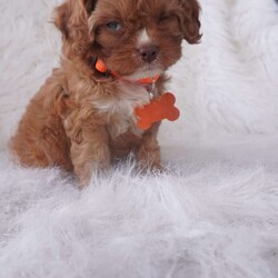 Jasmine/Cavapoo									Puppy/Female	/9 Weeks,our cavapoo’s are well loved and socialized Daily -Full grown we guess them to be 12-15lbs .They have been health checked by the vet , and up to date on all de-wormers -and vaccines you will get a copy of these records.