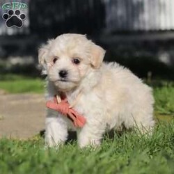 Elliot/Maltipoo									Puppy/Male	/7 Weeks,Hi, I’m Elliot! I’m an adorable Maltipoo puppy with a soft, fluffy coat and a sweet, loving personality. I’m the perfect mix of playful and cuddly—always ready for a game or just as happy to curl up in your lap for some quiet time. I’m curious about the world around me and love exploring, but I also thrive on attention and being close to my people. 
