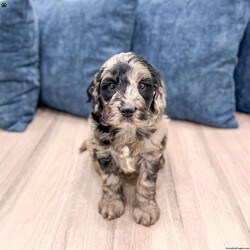 Stormy/Mini Goldendoodle									Puppy/Male	/9 Weeks,Meet Stormy! This sweet and adorable Mini Goldendoodle is looking for a forever family!