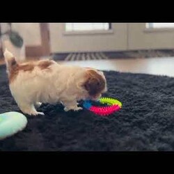 Millie/Havapoo									Puppy/Female	/7 Weeks,Hi… I’m Millie I’m a gorgeous gold sable and white Havapoo girl, born on 3/18/26, and I’ve got the best of both worlds—my mom is a purebred AKC Havanese and my dad is a purebred AKC Poodle. That means I’m not just cute… I’m smart, loving, and oh-so cuddly too. I’ve got a super sweet personality and love being around people. I’m the kind of puppy who enjoys playtime, but I really shine when it’s time to snuggle up and be close to you. I’d love to be your little companion and follow you wherever you go. I come up to date on all my shots and dewormings, I’m microchipped, and I’ll come with a health guarantee so you can feel confident bringing me home. I’m ready to fill your home with love, cuddles, and lots of happy moments Call or text to make me yours: