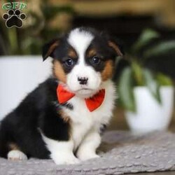 Mason/Pembroke Welsh Corgi									Puppy/Male	/8 Weeks,Hi, I’m Mason! I’m an adorable AKC Pembroke Welsh Corgi puppy with a big, happy personality packed into my short little legs. I love to play, explore, and trot around like I own the place—especially when my ears perk up and my tail wiggles with excitement. With my soft coat and bright, expressive eyes, it’s easy for me to steal hearts everywhere I go. Whether I’m chasing toys, making new friends, or curling up for cuddles, I’m always ready to bring joy, laughter, and lots of love to my forever family.