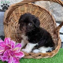 Raven/Havanese									Puppy/Female	/9 Weeks,Well hello there… I’m Raven I’m a chocolate and white Havanese girl born on 3/13/26, and I’ve got a look that’s a little different from the rest—soft, fluffy, and full of personality. I may be small, but I’ve got a big heart and a gentle way about me that makes people fall in love fast. I’m AKC registered and raised to be a true companion. I’m super sweet, love attention, and enjoy being close to my people. I’ll happily play when it’s time for fun, but I’m just as content curling up beside you and soaking in all the cuddles. I’m the kind of puppy that fits right into your life and makes every day a little better just by being there. I come up to date on all my shots and dewormings, I’m microchipped, and I come with a health guarantee so you can feel confident bringing me home. I’m ready to find my forever person… maybe that’s you Call or text to bring me home: