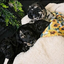 Adopt a dog:Exceptional F2B MIDI Teddybear Labradoodles/Labradoodle/Female/Sex: Mixed Litter,Reservation list now open Please note I do not have any flat coats available. Extensively DNA health tested CLEAR of genetic conditions commonly seen in the breed. Our beautiful girl Missy has whelped a stunning litter of chunky, healthy F2b Labradoodles, 2 blue merle and 2 full suit solid black. Missy is our family pet who brings us so much happiness and adventure, she loves to run, swim and explore. She adores children and spends most of the time on her walks rounding them up and keeping them safe! Missys behaviour both at home and on walks is impeccable, she is a people pleaser who loves everyone she meets, very typical trates of this much loved breed. She is a flat coat F2 labradoodle, and dad is a stunning chocolate merle miniature poodle, he is a reputable stud dog who's loving nature is just as irresistible as his appearance, the nature of these two dogs compliment each other perfectly. Our pups are born and raised in the heart of our busy family home, with other dogs and children ranging between 4-16 years. They are extremely well socialised and used to the hustle and bustle of everyday life in the family home. We are a family with lots of canine experience and work in the animal industry, and it is extremely important to us that our pups go to a 5 star forever home that can offer the love and care that they are used to. A video call will be required before face to face viewings are considered for serious potential owners. Please feel free to drop me a message for more information on each individual puppy. Thank you
