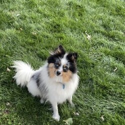 Winnie/Pomeranian									Puppy/Female	/March 10th, 2026,Hi, look at me, I’m a beautiful, and cuddly AKC Pomeranian puppy. I’m healthy, happy, and playful! I love playing with my siblings and with children! I’m vaccinated, dewormed, and microchipped. For more information or to schedule a visit to see me, call or text Neva, Monday through Saturday. All Sunday calls will be returned Monday.