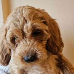 Adopt a dog:beautiful cockapoos/Cockapoo/Female/Sex: Mixed Litter,Here we have a beautiful litter of 9 cockapoos. Mom is a lovely pet we have had since 8 weeks old. And dad is a minature red poodle we used as a stud. Both parents have been health tested and are clear of everything.