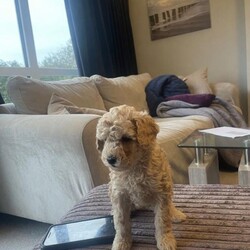 Adopt a dog:Toy poodle and miniature poodle mix puppies /Toy Poodle/Female/Sex: Mixed Litter,1 cream, 1 copper, 2 tan and three black. 4 female 3 boys. (Currently 5weeks)ready in three week