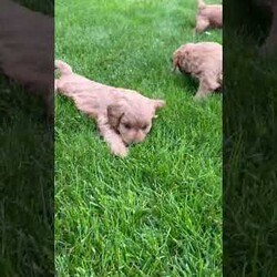 Chief/Mini Goldendoodle									Puppy/Male	/7 Weeks,Meet Chief! This sweet and adorable Mini Goldendoodle is looking for a forever family!