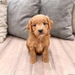 Chief/Mini Goldendoodle									Puppy/Male	/7 Weeks